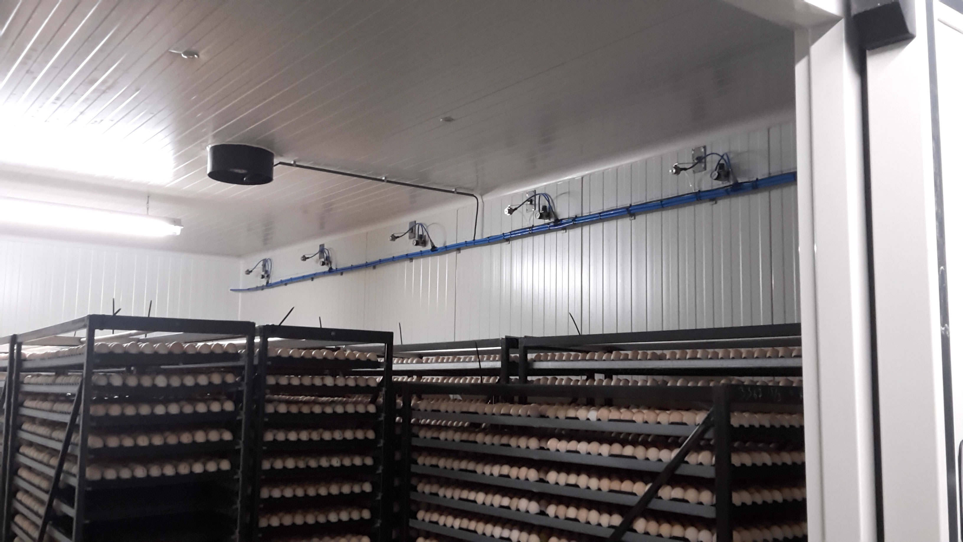 Buying the right equipment for thorough egg fumigation