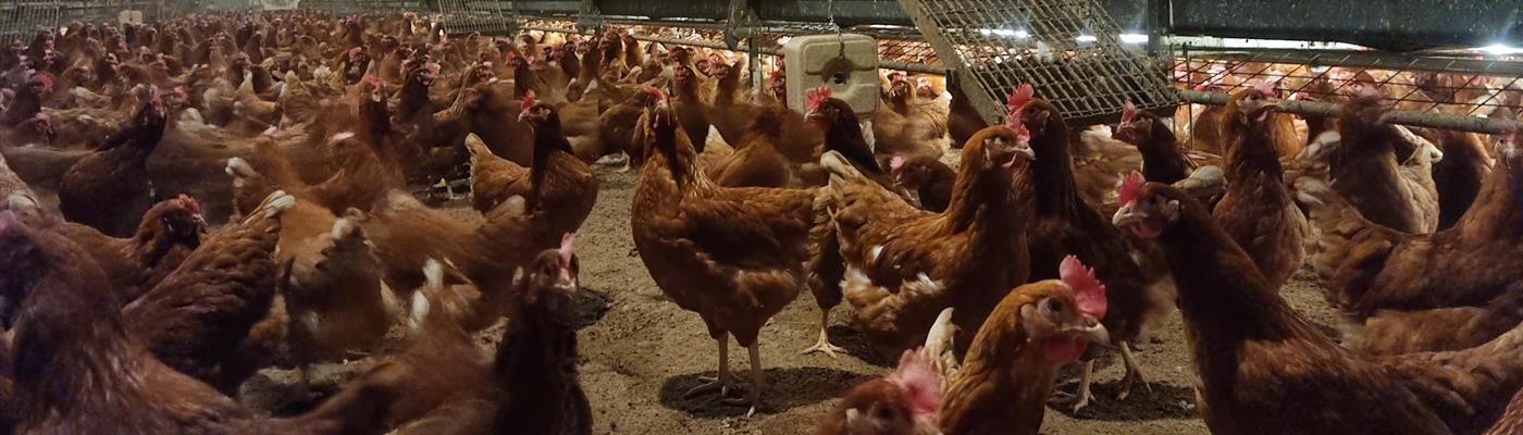 New pecking block trials a resounding success