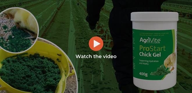 Agrivite ProStart Chick Gel Case Study | Hook2Sisters Ltd