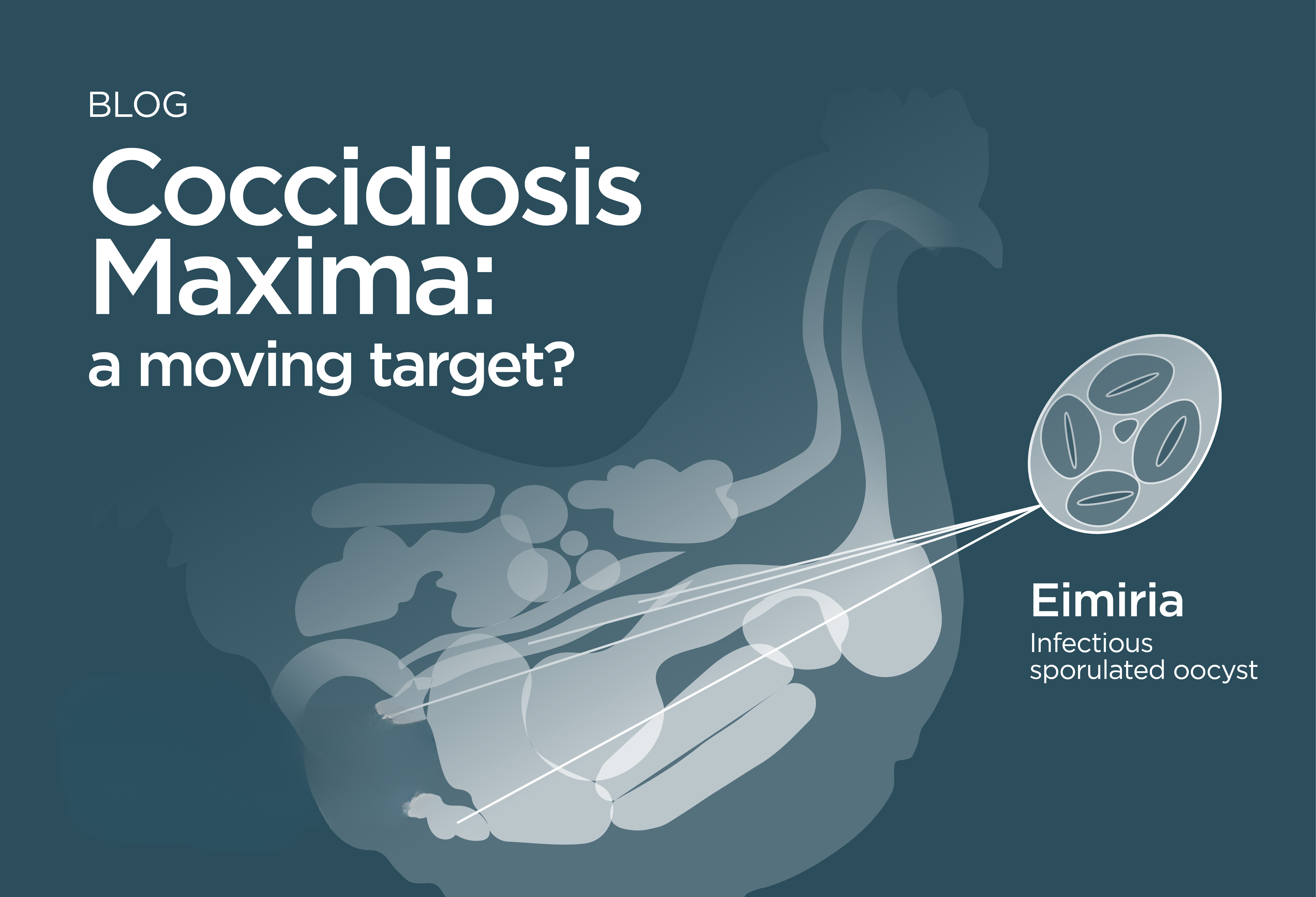 Coccidiosis Maxima: a moving target?