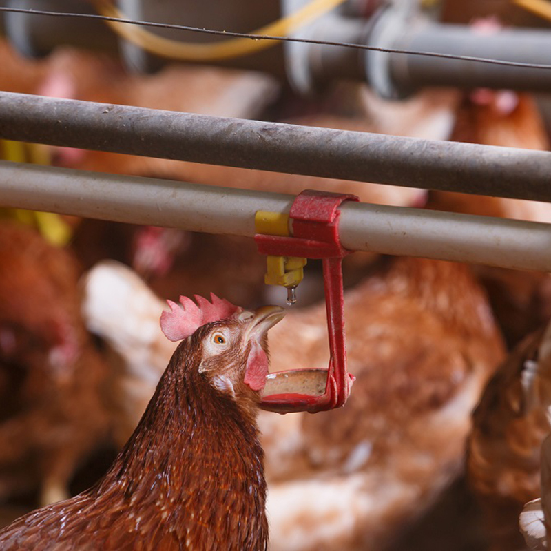 Helping intensive farms succeed