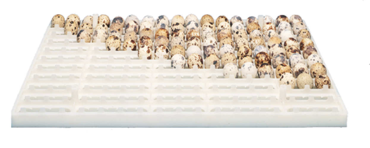 Chicktec Egg Setter Tray - 170 Quail Egg
