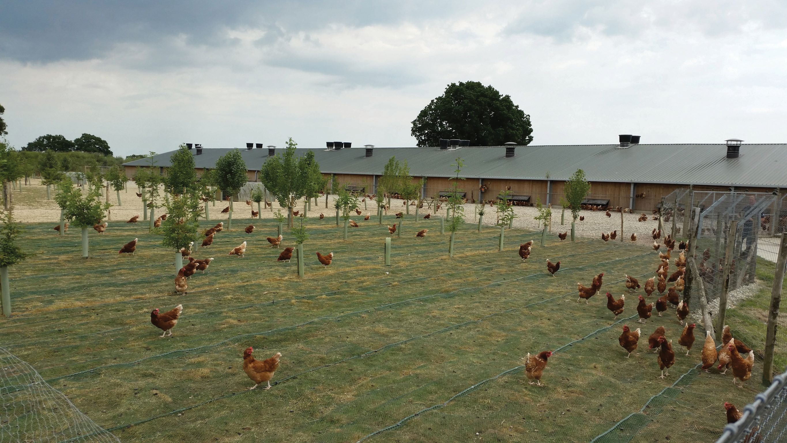 Fixing Pegs for use with Poultry Ground Protection Mesh