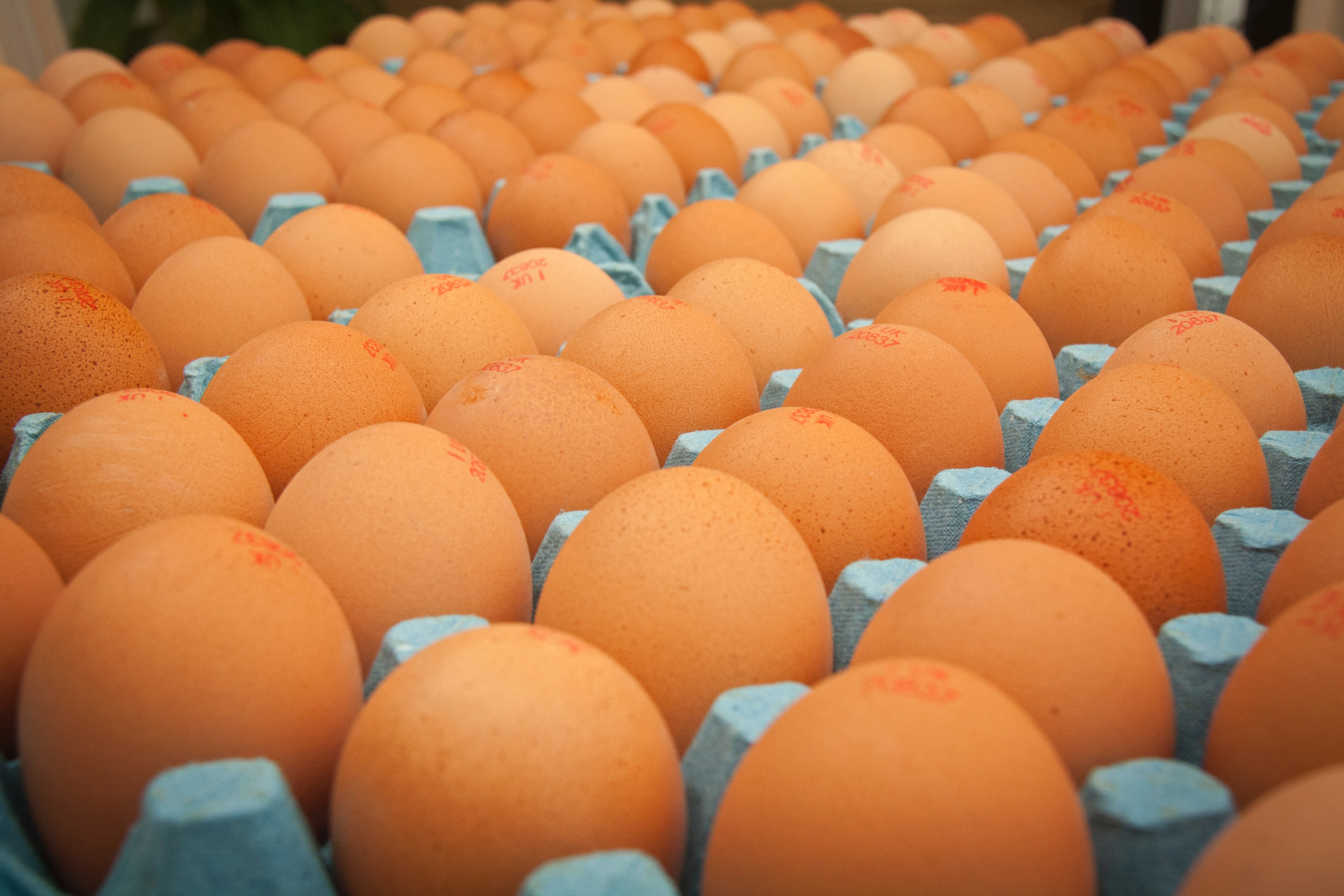 Sourcing an effective egg washing solution