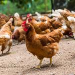 Solway Free Range Eggs