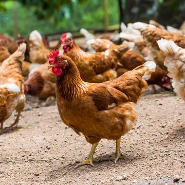 Solway Free Range Eggs